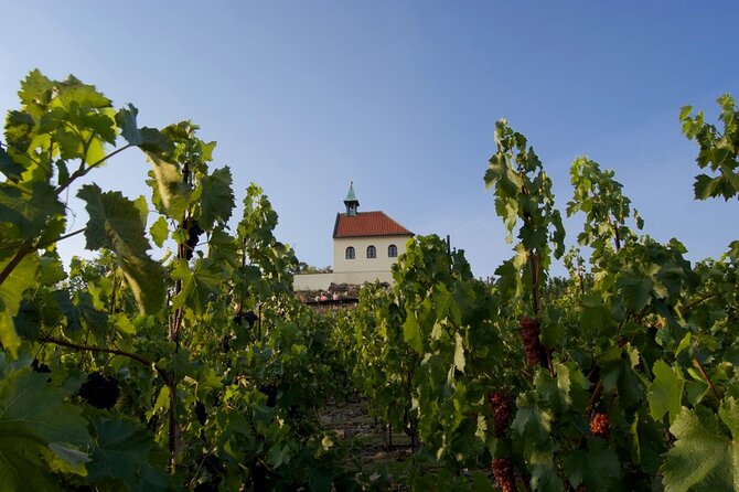 2.5-Hour Prague Wine Tasting Walking Tour - Additional Information