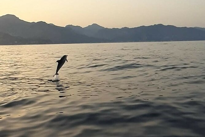 2.5 Hours Sunset Tour With Aperitif in Search of Dolphins - Pricing Information
