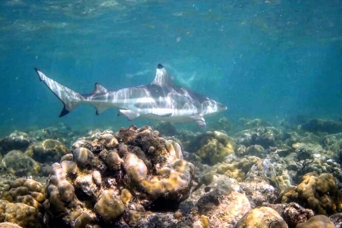 2 Day Beginner Dive Course PADI Open Water Course Phi Phi Island - Course Duration and Schedule