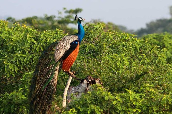 2 Day Private Tour of Yala & Udawalawe (Double Safari Tour) - All Inclusive - Pickup and Drop-off Details