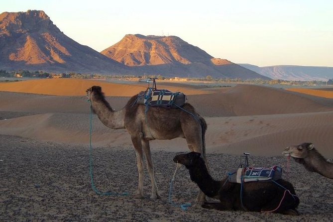 2-Day Private Trip to Zagora Desert - Traveler Reviews