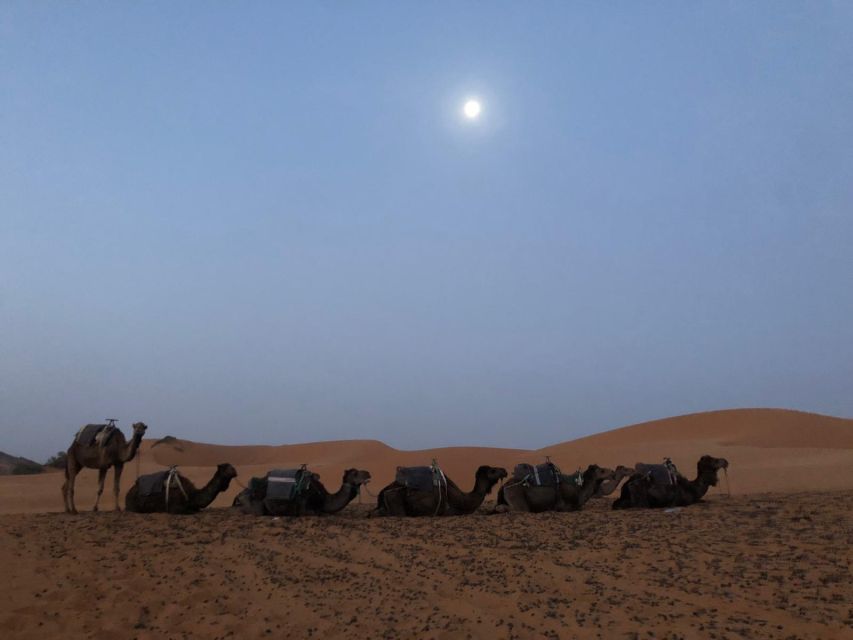 2 Days Marrakech to Zagora Desert Tour & Camel Trek - Experience Highlights in the Desert