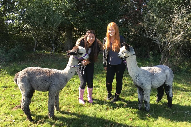 2-Hour Alpaca Farm Experience in Kenilworth - Guided Farm Tour Highlights