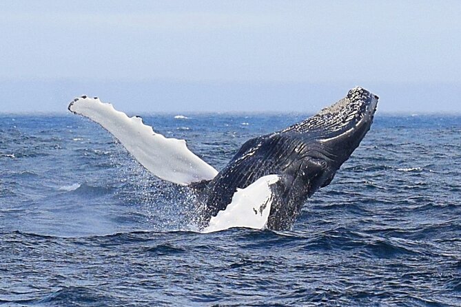 2-Hour Guided Boat Tour From St. Johns - Meeting and Pickup Details