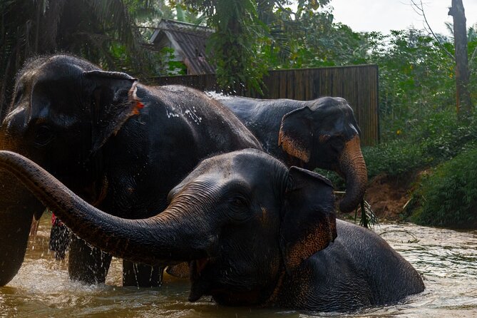 2-Hour Guided Eco-Tour & Transfer to Khaolak Elephant Sanctuary - Tour Expectations and Accessibility