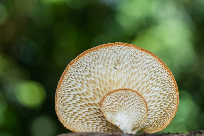 2-Hour Mushroom Photography Activity in Cairns Botanic Gardens - Pricing and Booking Information