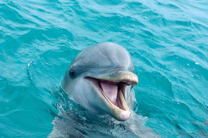 2 Hour Private Dolphin Sightseeing Tour in Panama City Beach - Logistics