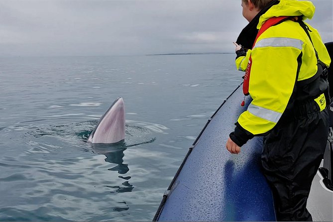 2-Hour RIB Boat Whale Watching Tour From Reykjavik - Meeting and Logistics