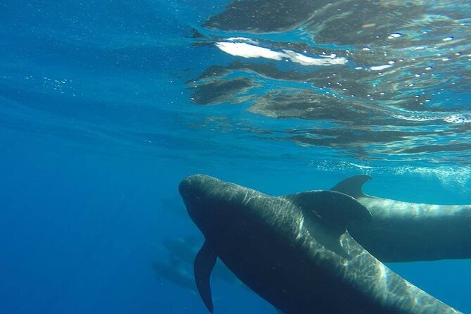 2 Hour Trip to See Whales Dolphins Puerto Colon Adeje - Pricing and Booking Details