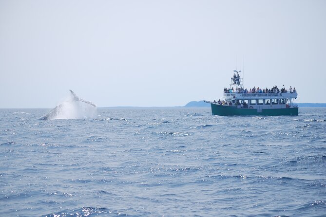 2 Hours Guided Whale and Bird Boat Tour in Bay Bulls - Tour Highlights