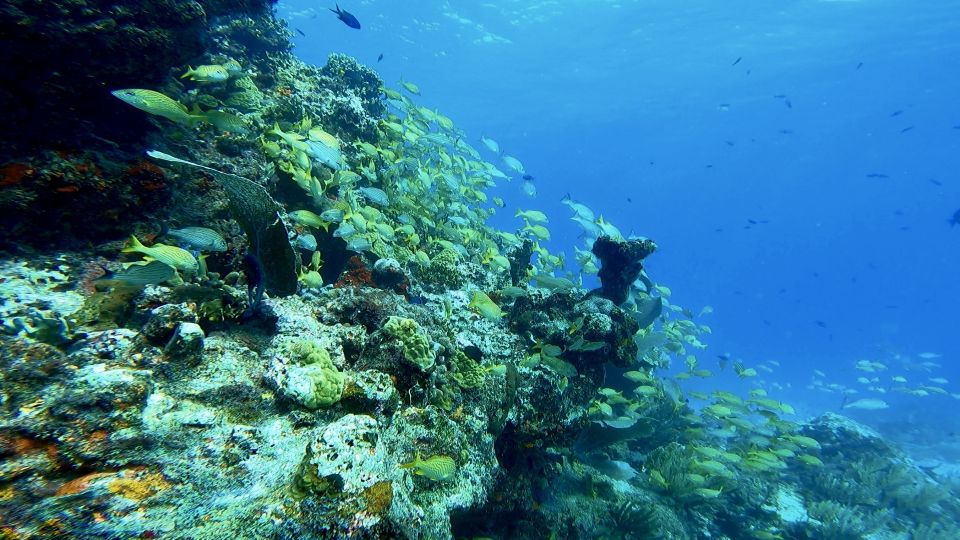 2 Ocean Dives: MUSA Underwater Museum and Mnachones Reef - Experience Highlights