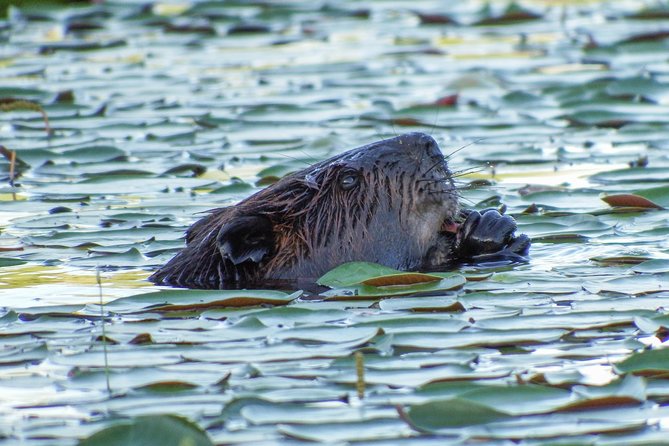 3 Day Algonquin Park Canoe Trip - Moose & Beaver Safari - Packing Essentials