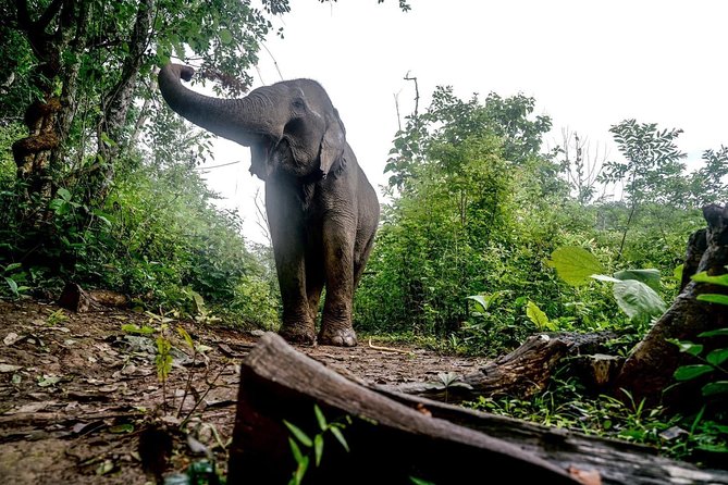 3-Day Kindred Spirit Elephant Sanctuary Chiang Mai - Accommodation Details
