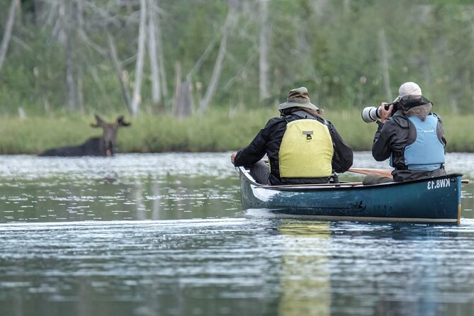 3 Day Moose Viewing Safari With Camping - Camping Equipment Included
