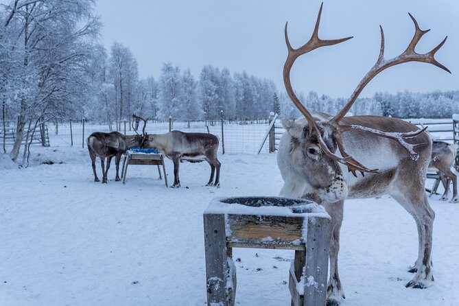 3 Days Tour Rovaniemi in Lapland - Meals Included