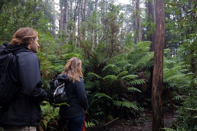 3 Hour Rainforest Walking Tour in Badger Creek - Inclusions and Policies