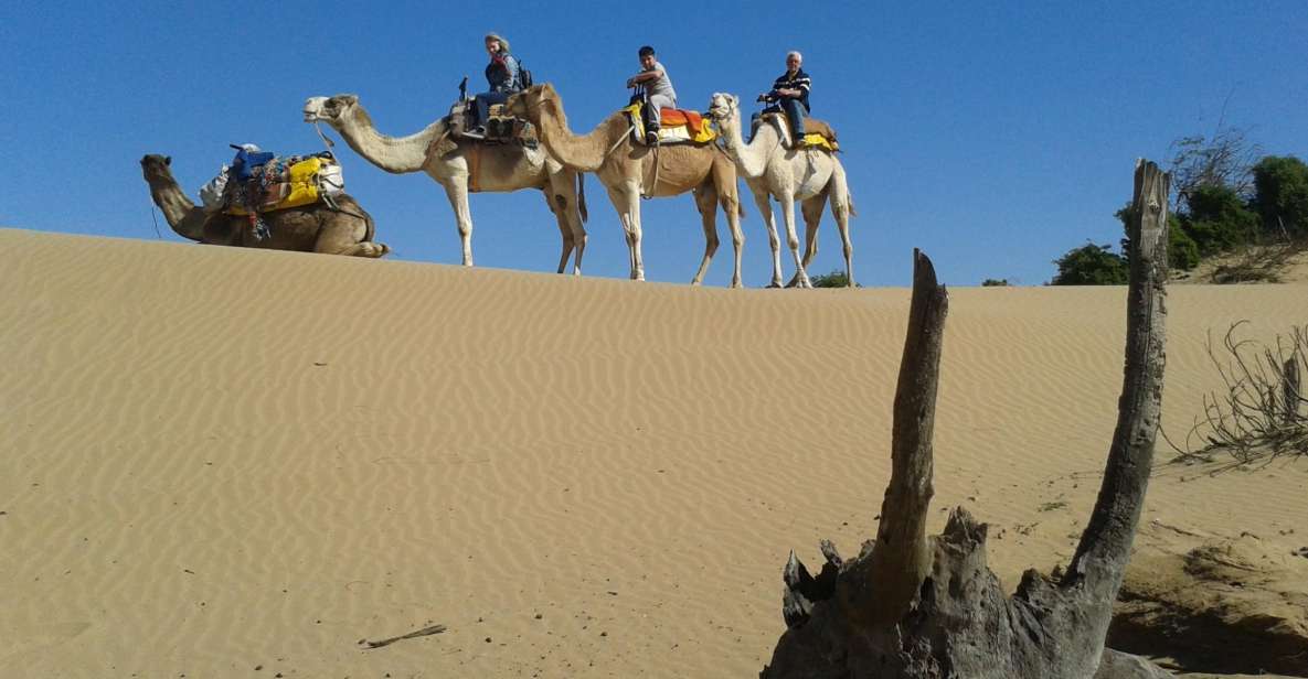 3-Hours Dromedary Ride Essaouira, Morocco - Booking Information