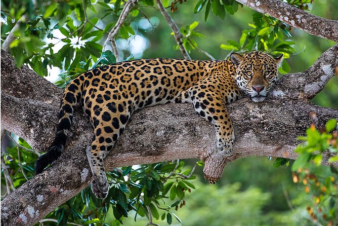 4-Day Pantanal Tour With Accommodation - Departing From Cuiaba - Itinerary Highlights