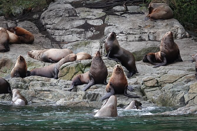 4 Hour Covered Boat Whale and Wildlife Tour - Inclusions and Logistics