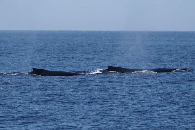 4 Hours of Humpback Whale Watching in Tahiti - Best Time to Spot Humpback Whales