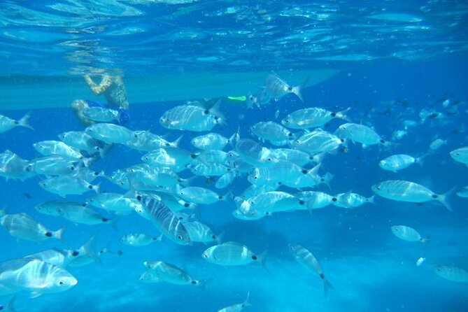 4 Hours Snorkeling With Guide in the Marine Protected Area of Tavolara - Guided Tour Schedule and Itinerary