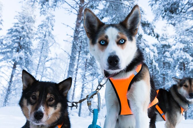 4 Km Husky Sleigh Ride in Rovaniemi - Traveler Photos and Reviews