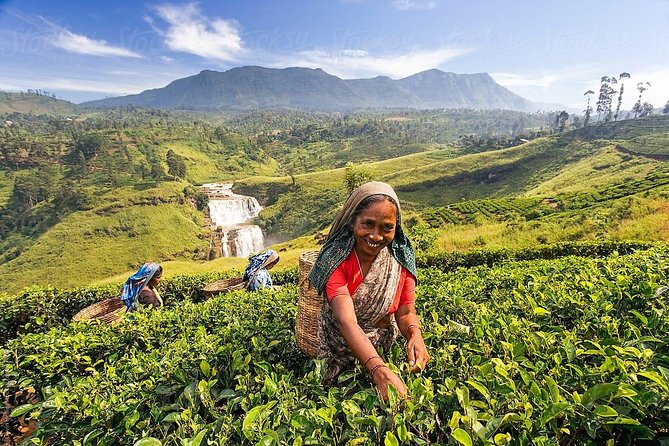 5-Day Sri Lanka Central Highlands Tour - Itinerary Highlights