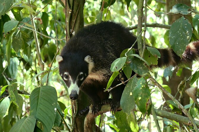 5 Days Wildlife Tour in Drake Bay, Sierpe, Corcovado and Osa - Accommodation Options