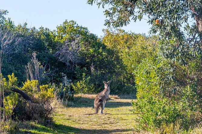 5hr Eden Tour in Nature; Beach, Lookout & National Park - Lookout Experience