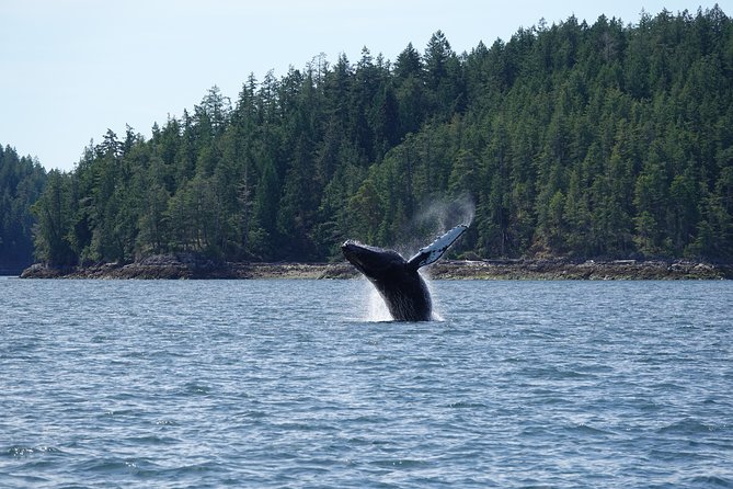 6 Hour Covered Boat Whale Watching Tour - Additional Booking Information