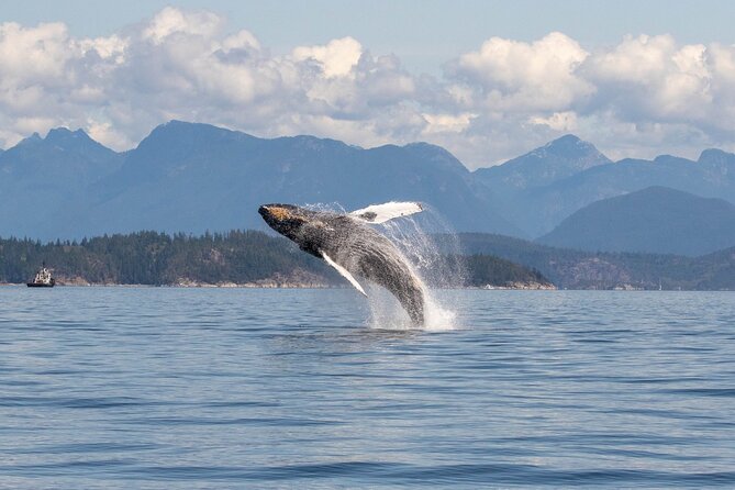 6 Hour Whale Watching Tour With Lunch Included - Weather and Refund Policy