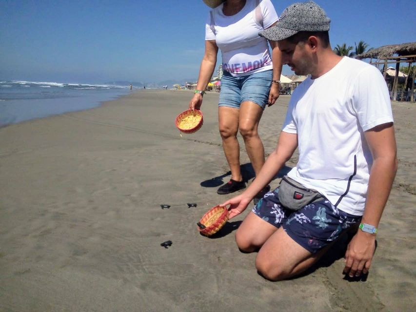 .6Hr Tour Diving Show Baby Turtle Release & All Attractions - Experience Highlights in Acapulco