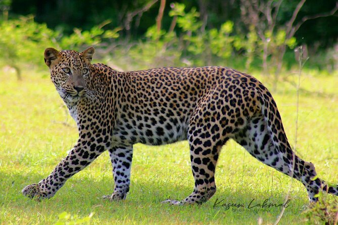 7-Hour Safari Tour Yala National Park - 4.30 Am To11.30 Am - Itinerary and Safari Activities