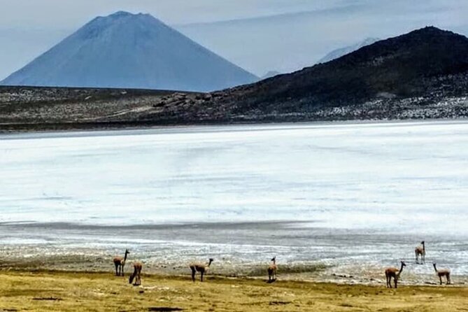 8-Hours Tour in Arequipa Laguna De Salinas With Pick-Up - Community Tax Details