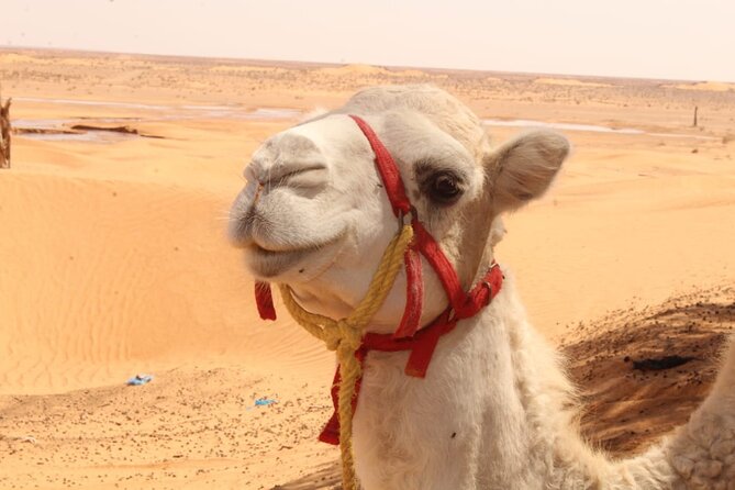 A Day in Ksar Ghilane Star Wars Tours Departing From Djerba - Itinerary Highlights