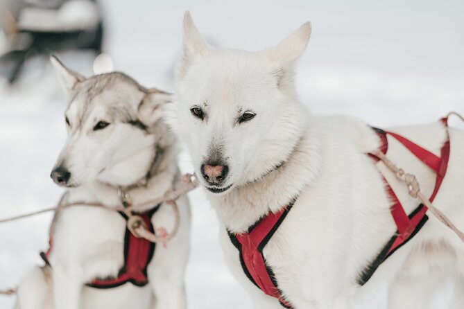 A Day With Bite for Sled Dogs - Meeting Point and Time