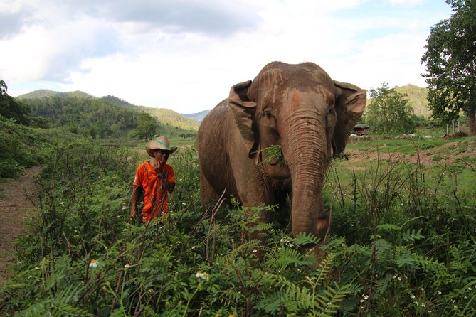 A Stunning 11 Day Tuk Tuk Adventure in Northern Thailand - With Driver - Tuk Tuk Experience