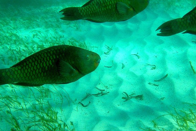 A Unique Private Snorkel Tour of Key Largo - Inclusions and Equipment