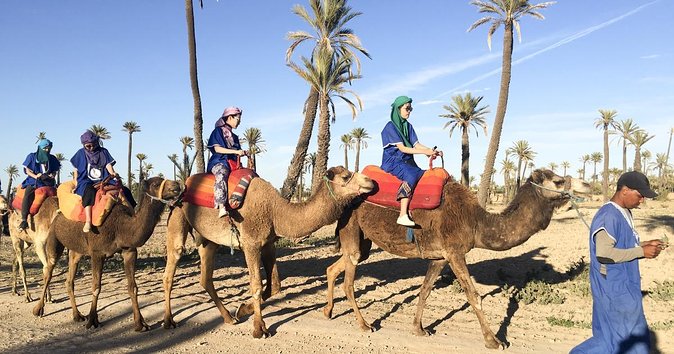 Activities in Marrakech: Camel Ride Tour - Reviews and Ratings Analysis