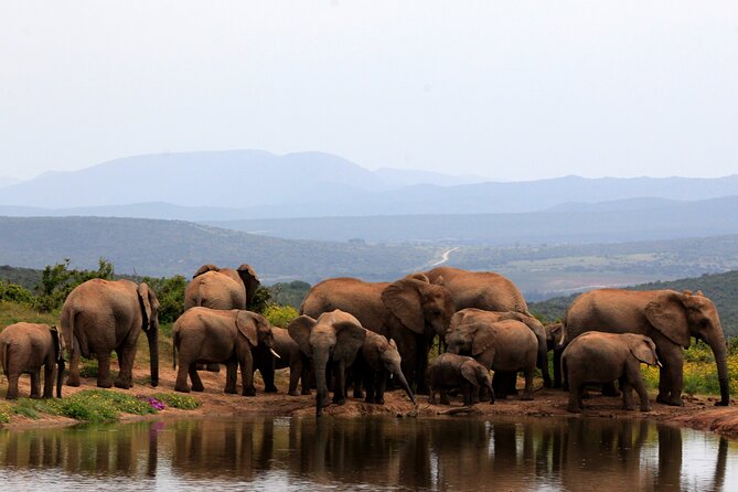 Addo Elephant Full Day Safari With a Traditional South African Braai (Bbq) Lunch - Customer Experiences and Reviews