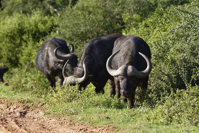 Addo Elephant Park Safari & Shore Excursion From Port Elizabeth - Traveler Reviews & Feedback