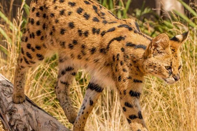 African Cat Experience at Werribee Open Range Zoo - Excl. Entry - Location and Logistics