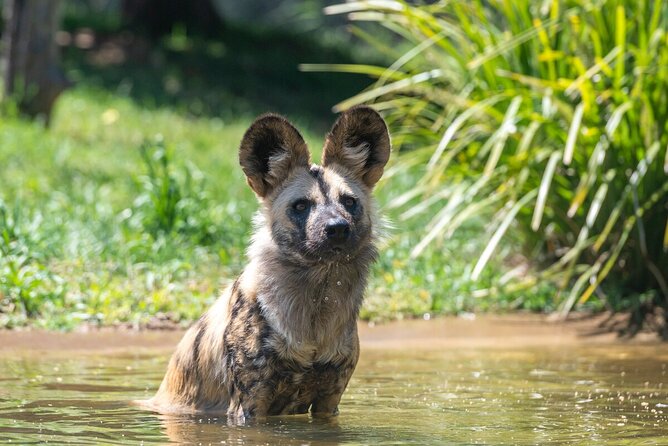 African Wild Dog Experience at Werribee Open Range Zoo - Inclusions