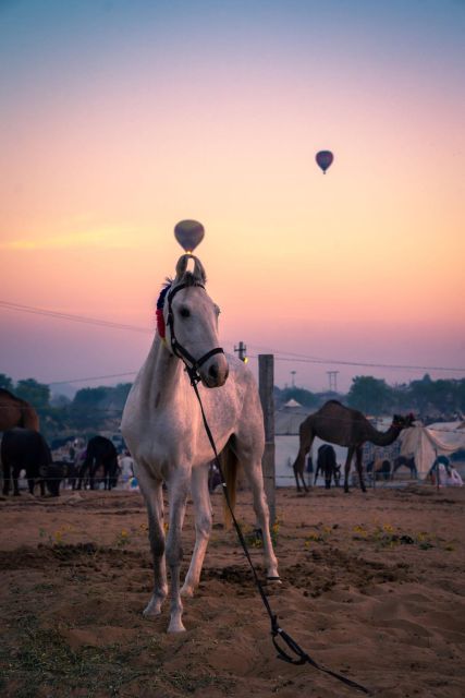 Agadir: Beach and Ranch Horse Riding Tour - Experience Highlights