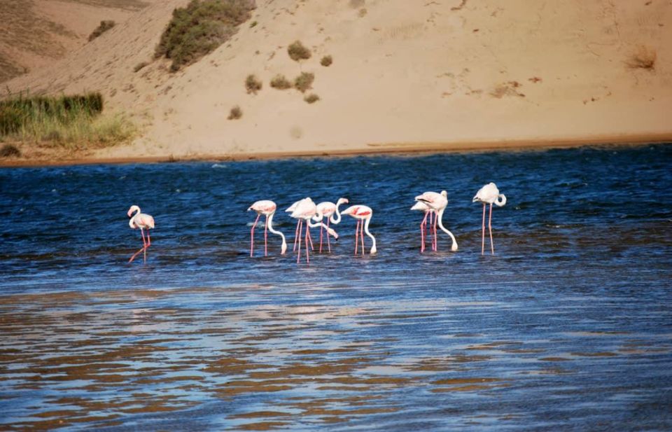 Agadir: Camel Ride Adventure With Flamingo River & Mint Tea - Full Description of the Activity