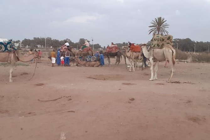 Agadir Camel Ride Flamingo River Sunset With Delicious Couscous & Barbecue - Rave Reviews