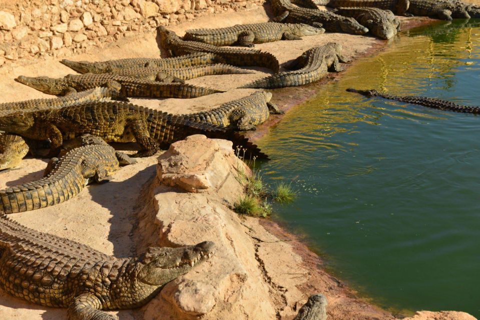 Agadir: Goat on Trees & Crocodile Park Including Hotelpickup - Inclusions