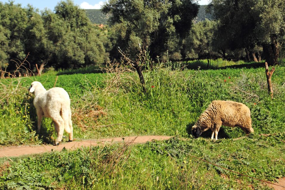 Agadir or Taghazout: Ouzoud Waterfalls Tour and Boat Trip - Immersive Experience Highlights