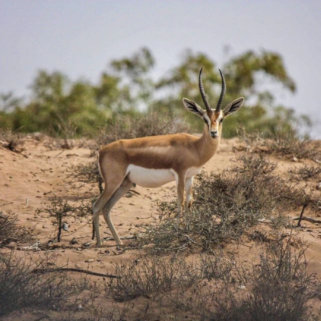 Agadir: Souss National Park Wildlife Half-Day Tour - Booking Information