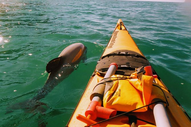 Akaroa Day Trip From Lyttelton Port - Return Shuttle Sea Kayak or Ebike Tour - Cancellation Policy